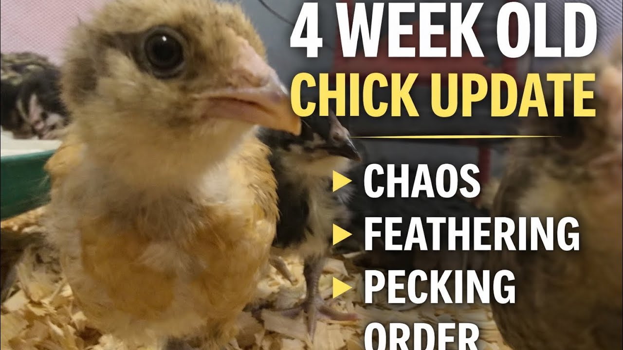 4 Week Old Chick Update | Chaos, Feathering, & Pecking Order