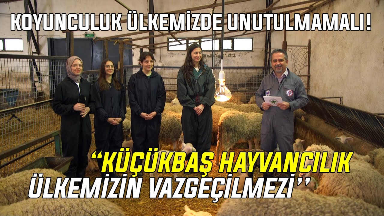 “Küçükbaş Hayvancılık Ülkemizin Vazgeçilmezi’’ / Koyunculuk Ülkemizde Unutulmamalı!