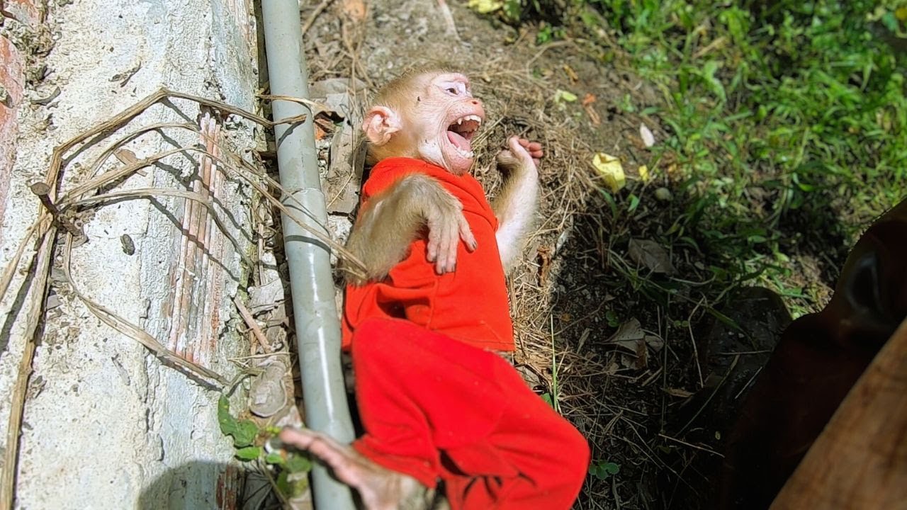 Watch Bika the Adorable Monkey Have a Dramatic Moment
