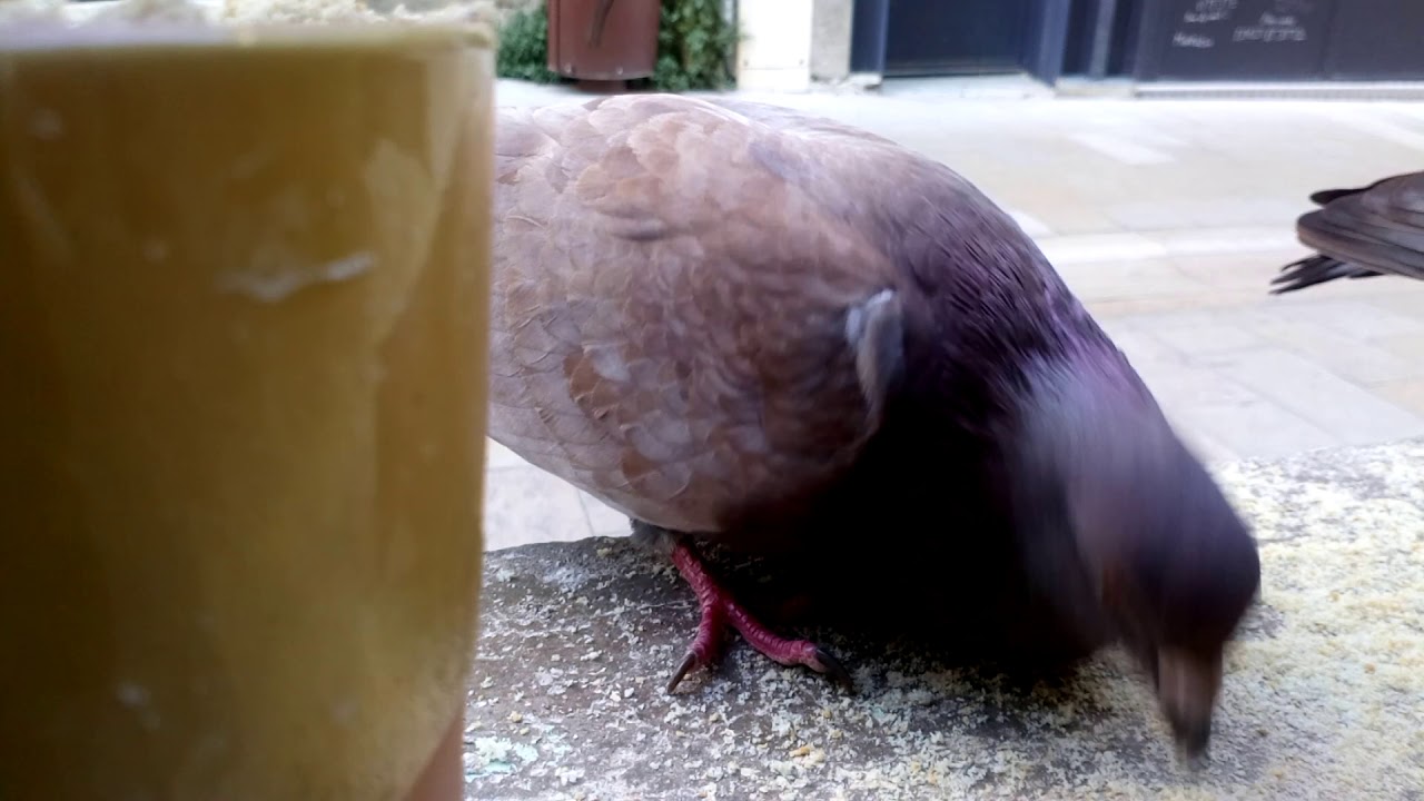 Le repas des pigeons &agrave; St remy de Provence