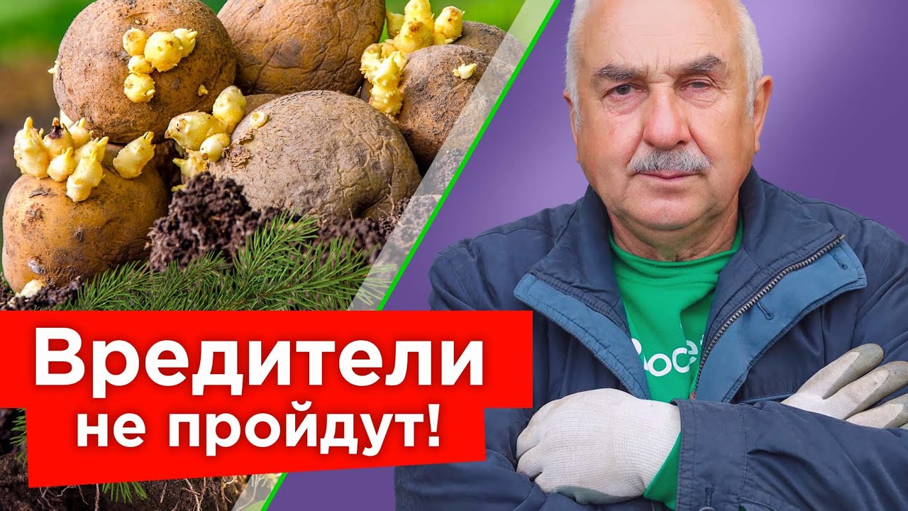КИНЬТЕ ГОРСТЬ В ЛУНКУ ПРИ ПОСАДКЕ КАРТОФЕЛЯ, и вредители забудут дорогу в ваш огород!