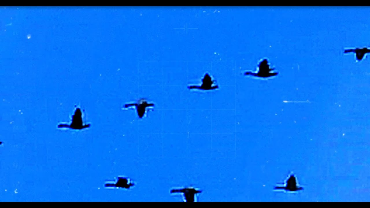 I ADMIRE ALL THE BIRDS | WOKE