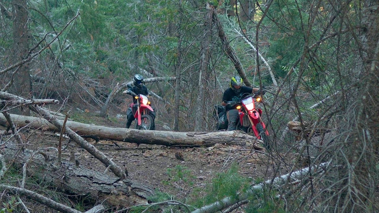 Two Hondas VS a thick forest CRF300L moto camping