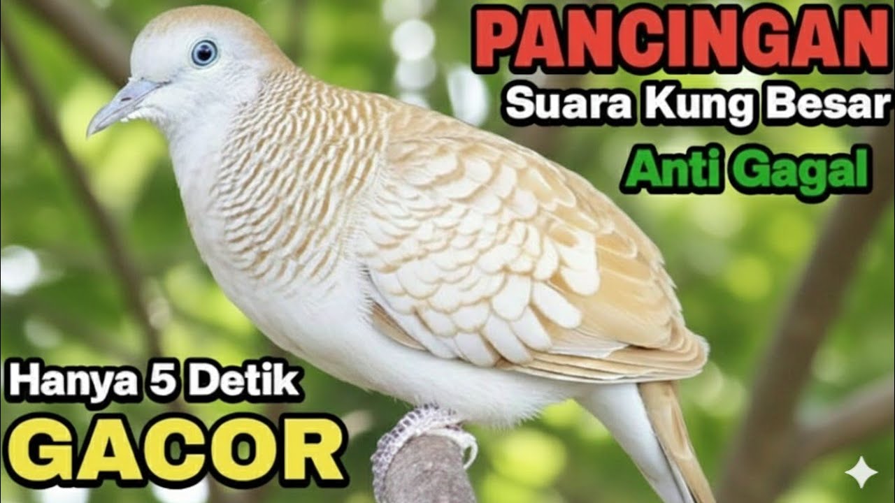 Perkutut Silver Gacor SUARA KUNG BESAR SEKALI Putar Bikin NYAUT TERUS ‼️ #perkutut 
