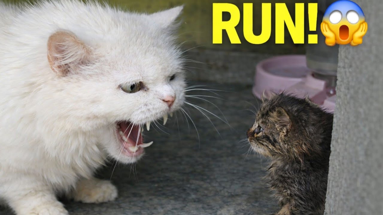 Angry cat smells Kitten Runs immediately from Hissing Angry Cat