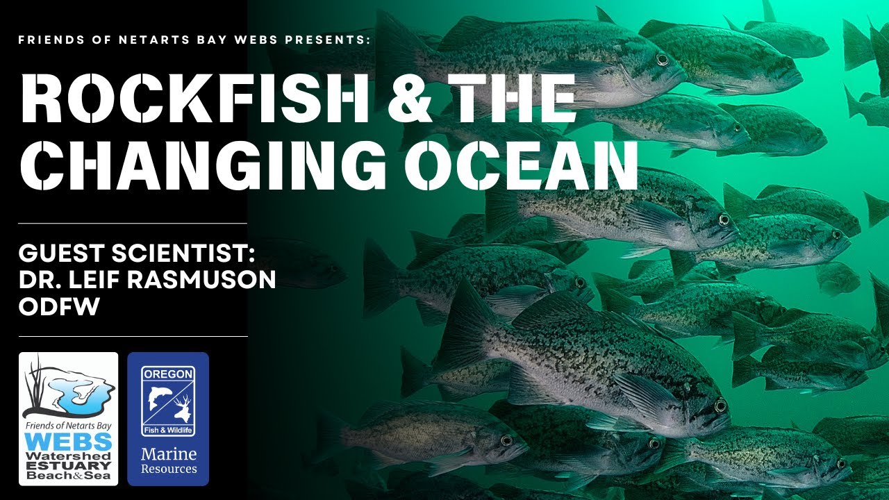 Rockfish and the Changing Ocean, by Dr. Leif Rasmuson