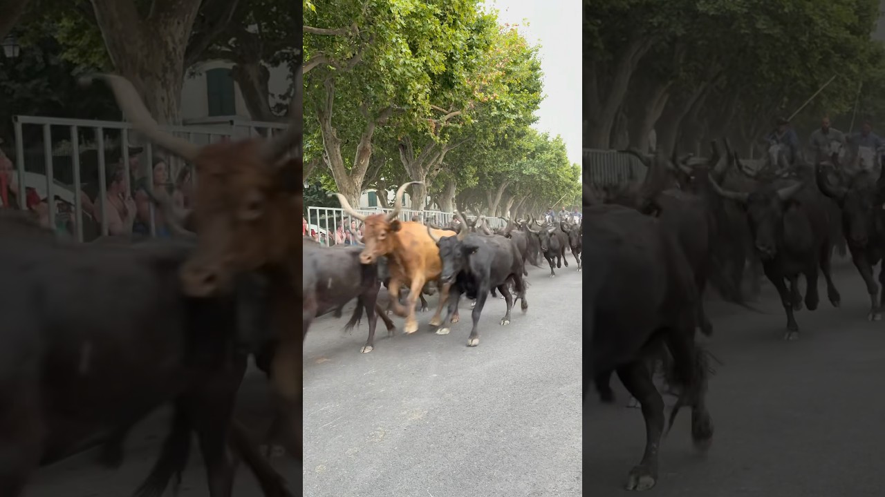 Les 100 taureaux d&rsquo;Aimargues manade Aubanel