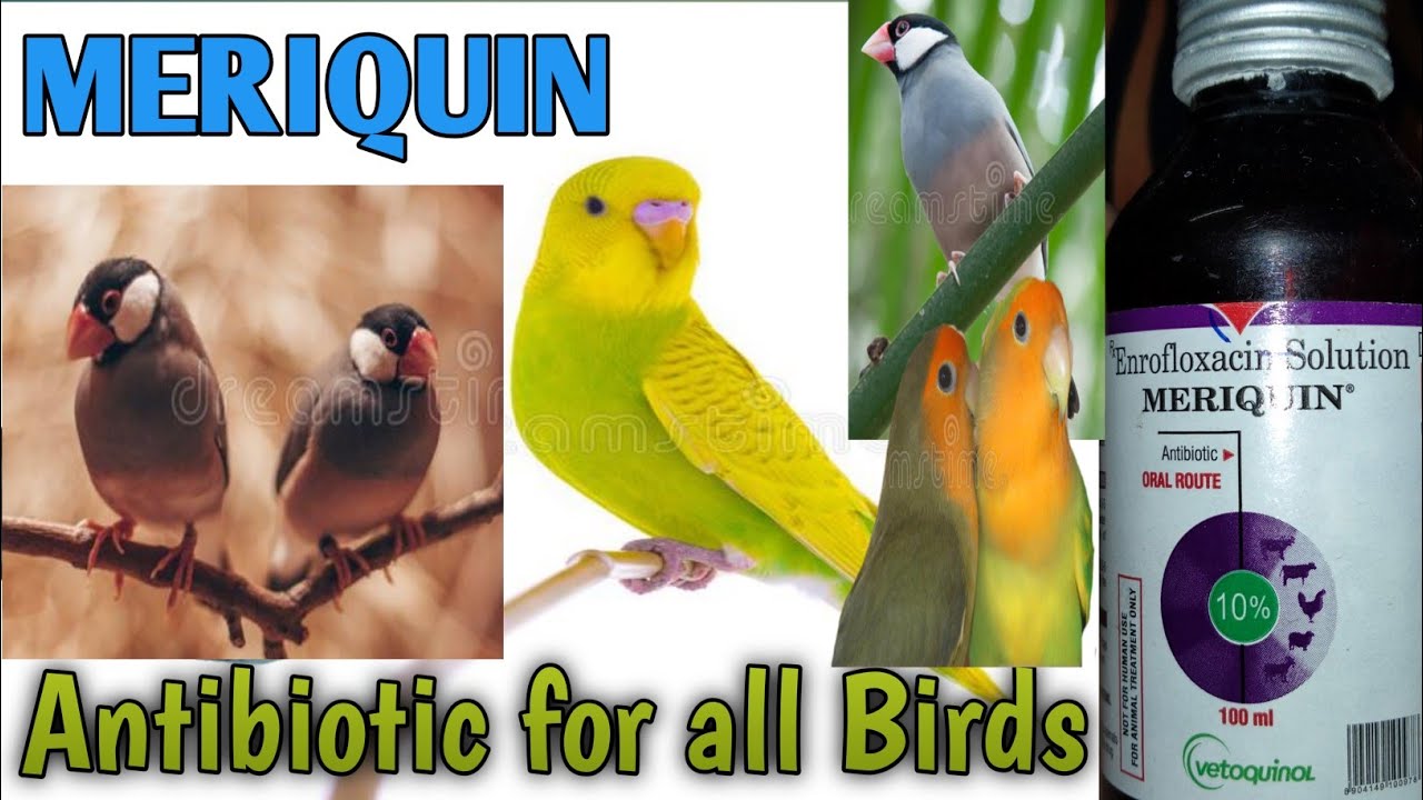 antibiotic for birds | meriquin medicine ||