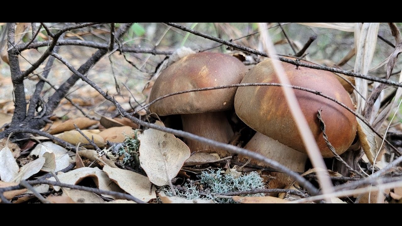PORCINI PERFETTI A TAPPETO!!! Una Spettacolare Raccolta di Funghi nei Magici Boschi della Sardegna!!