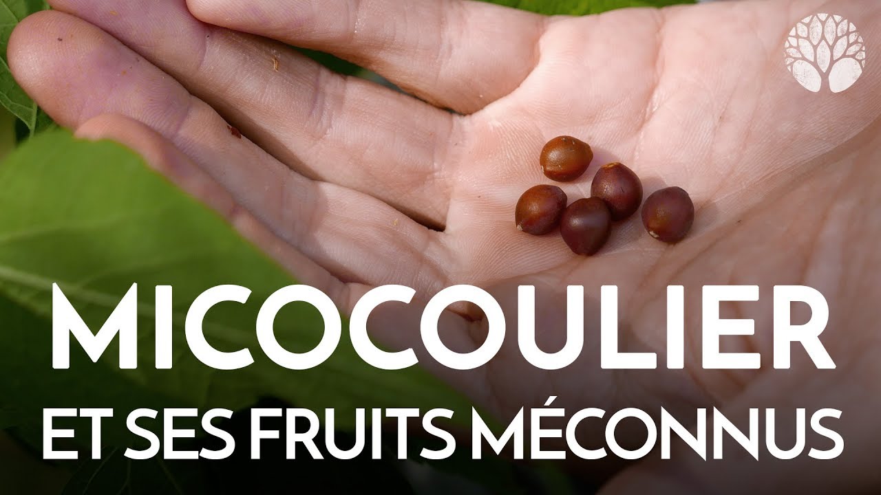 Le micocoulier et ses fruits m&eacute;connus