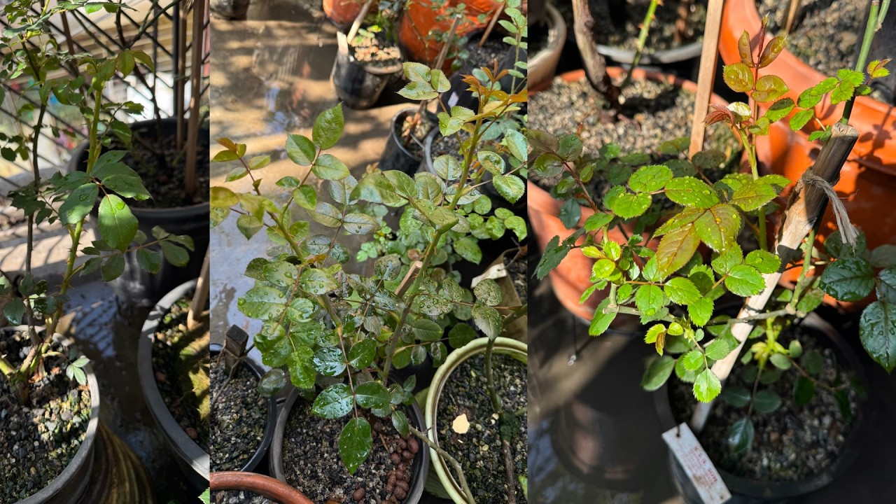 Post Pruning Growth in Roses | Results of 6-BA Application and Basal Break including Garden Overview