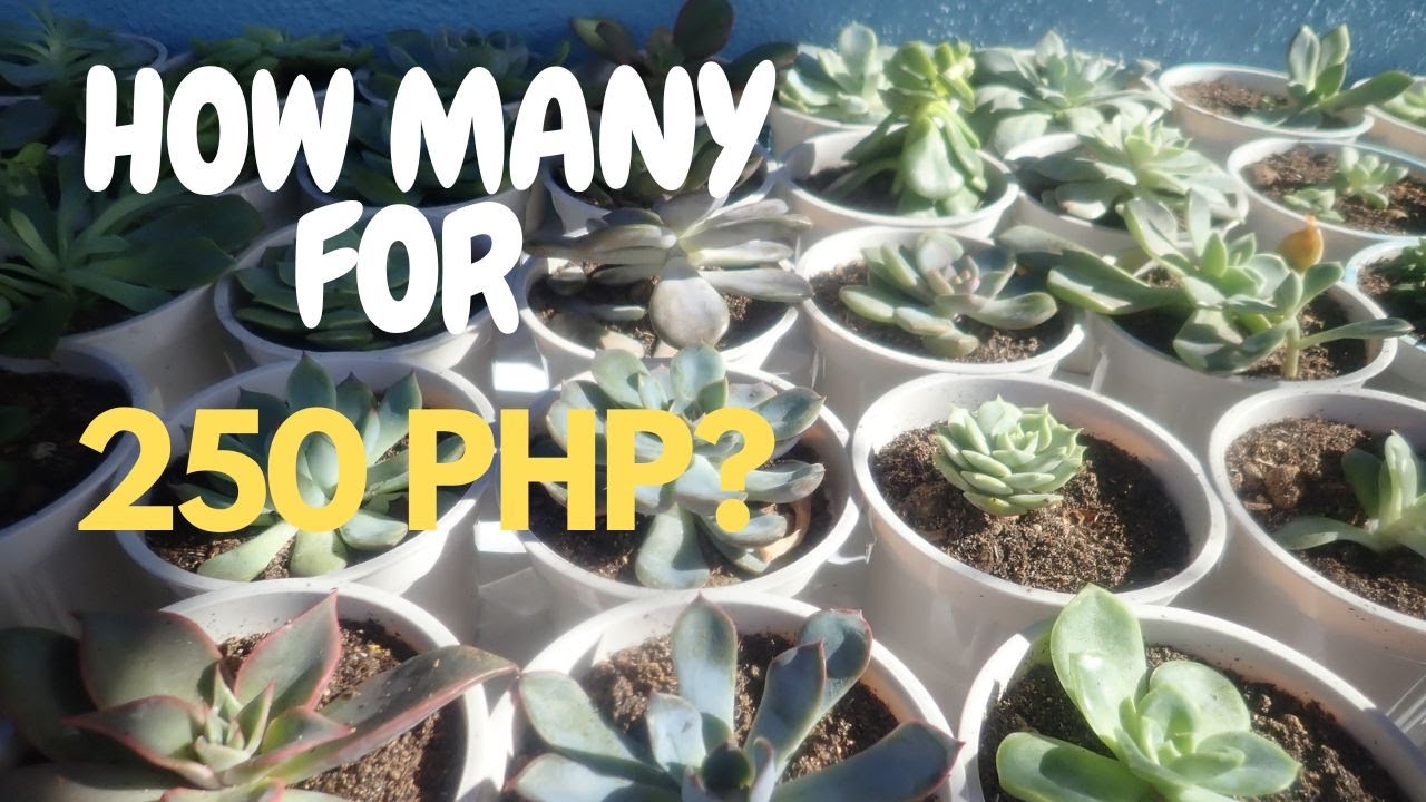 PLANT SUCCS WITH ME! | How Many Succulents Did I Score From My 250 Php Haul? | Pt. 1