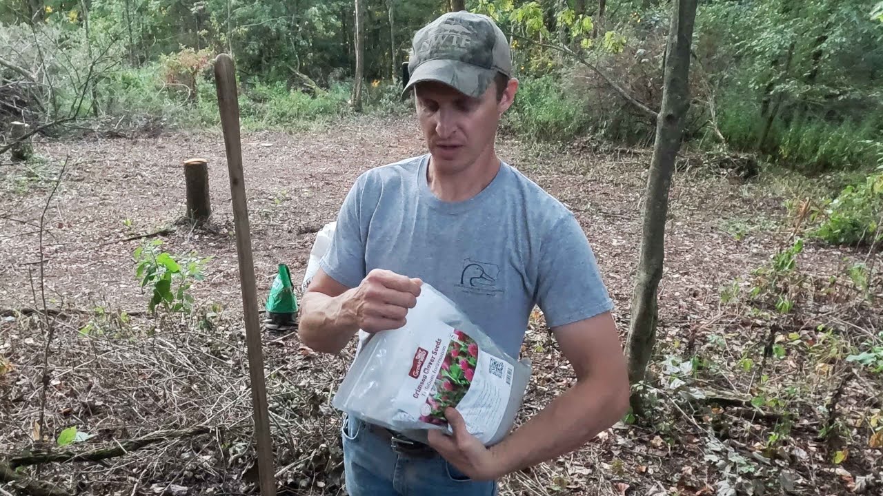 Crimson Clover and Winter Rye Food Plot.