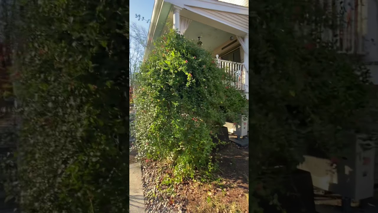 Pruning red trumpet vine