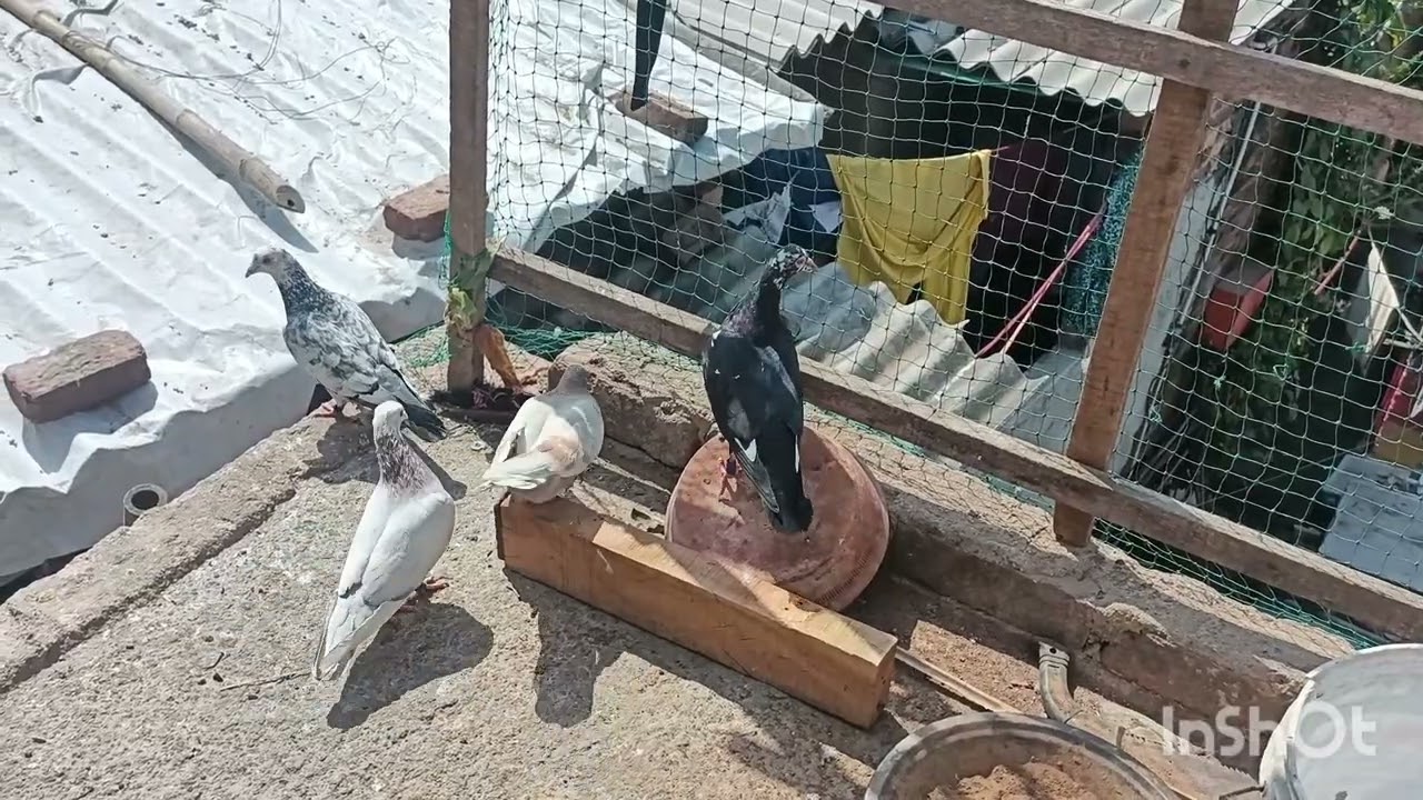 Like aur subscribe jarur kar dena 🕊️🕊️🕊️🕊️ chiru pigeon lover