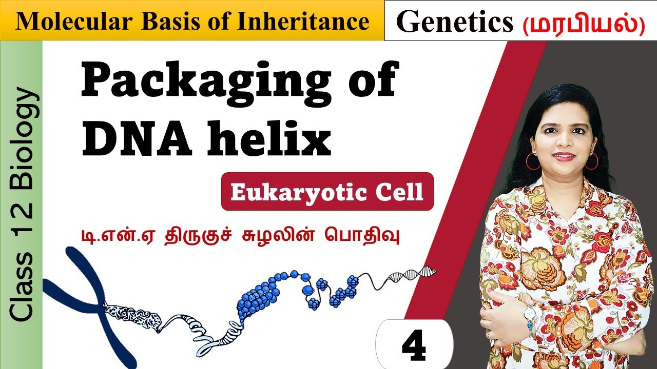 Packaging of DNA Helix | Molecular Basis of Inheritance