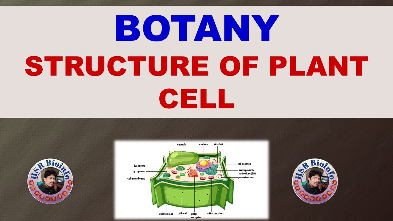 STRUCTURE OF PLANT CELL | 4 TH  Semester / BOTANY- Course –5 | HSR Bioinfo