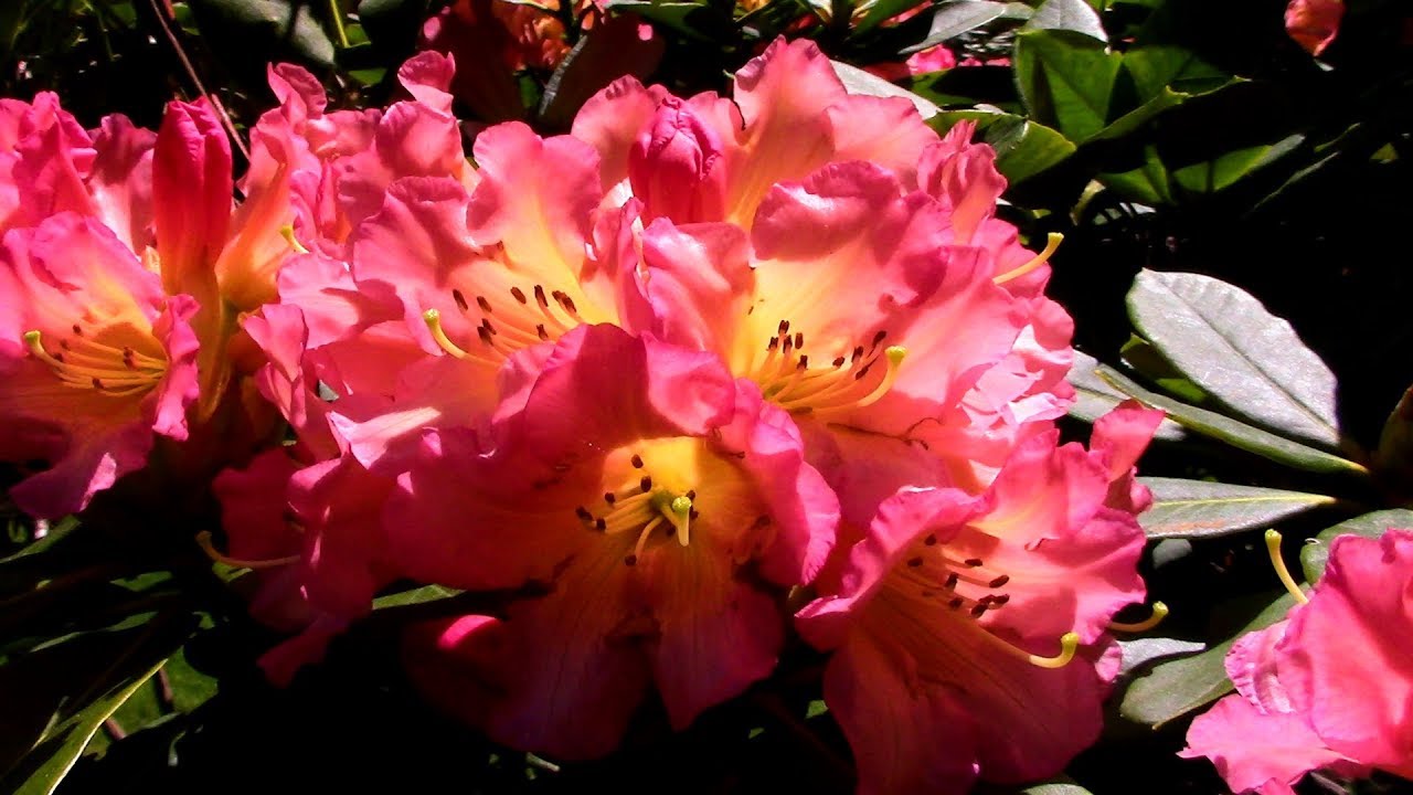 Rhododendron Garden Tour at Kincaid's Nursery | Huge Spring Blooms