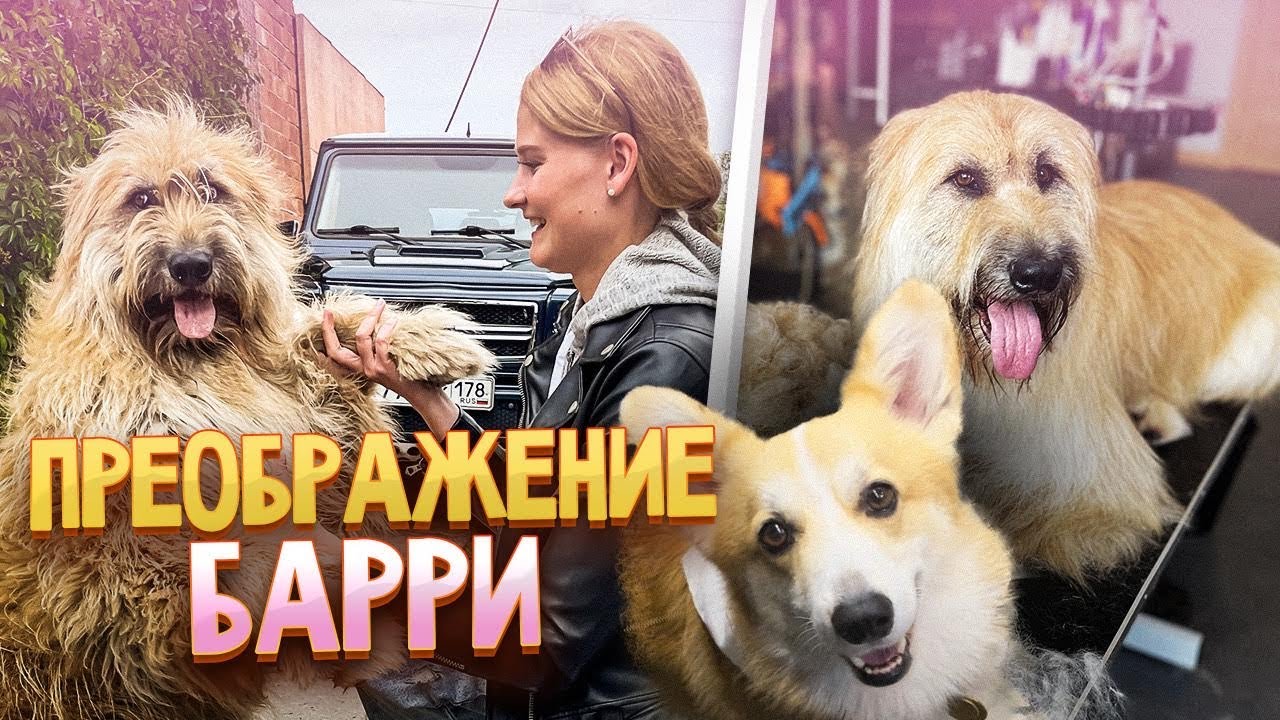 Из чубаки в собаку! Преображение бриара с корги Бентли и Анжеликой