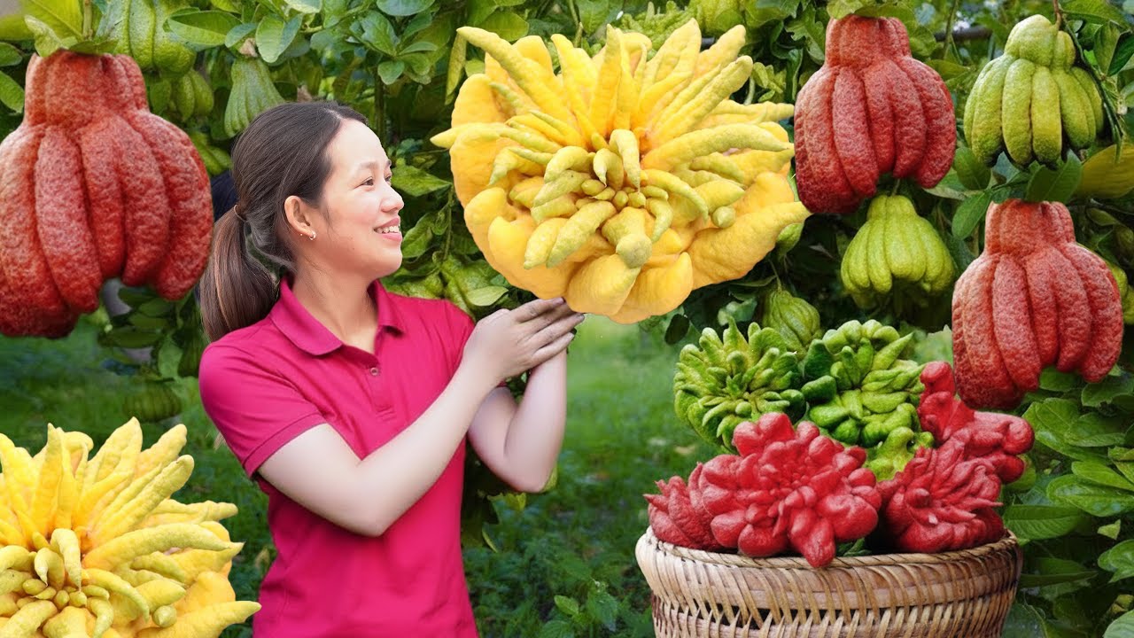 Harvesting Rare Red Buddha’s Hand Fruit | Few People Know How This Fruit Is Used