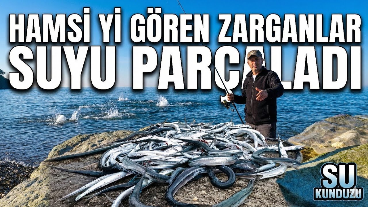 SUYA HAMSİ DÜŞTÜ, ZARGANLAR ORTALIĞI PARÇALADI! KAMERA ZOR YETİŞTİ.