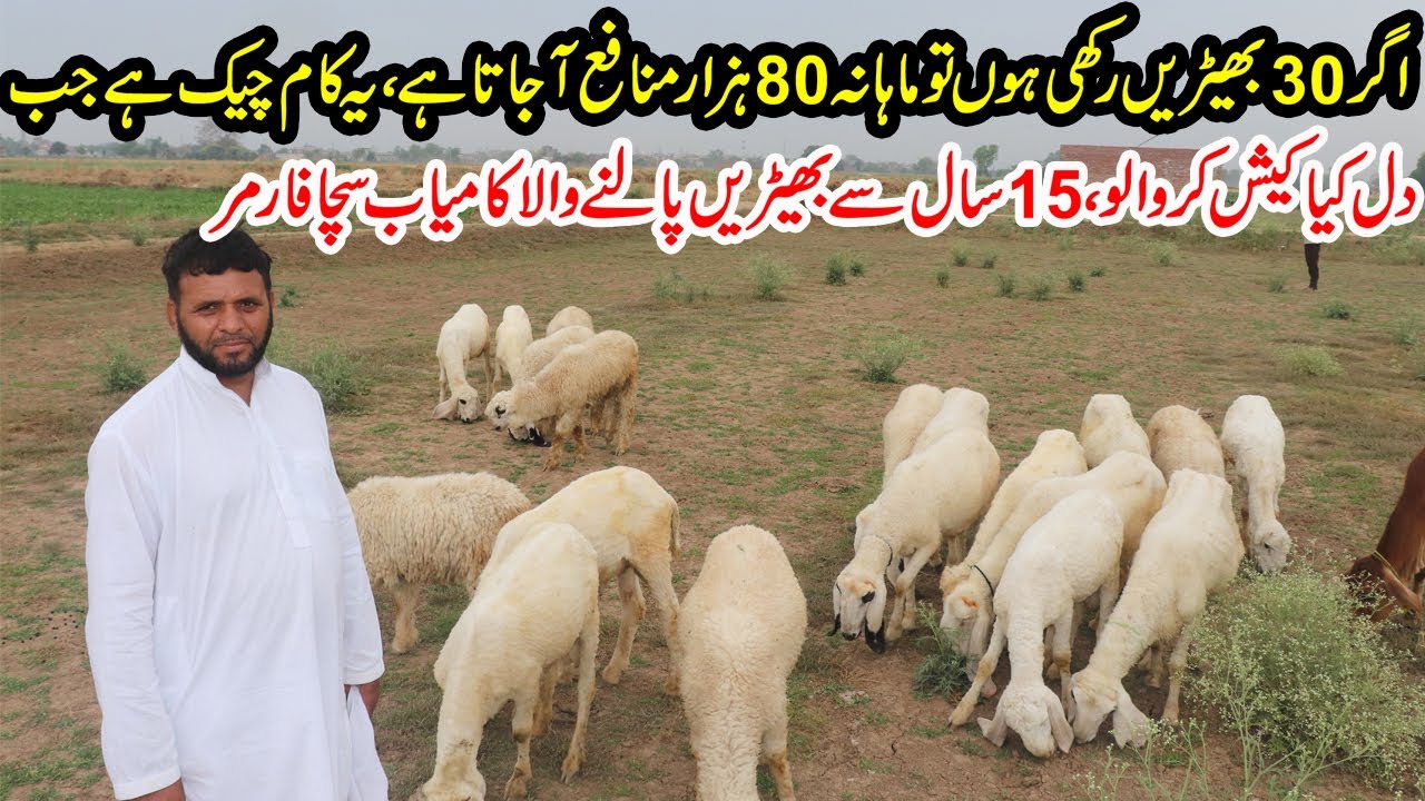 Sheep Farming Tips 2020 By Mr. Rafique | Kajla And Mundra Farming in Punjab | 80 Thousand Profit