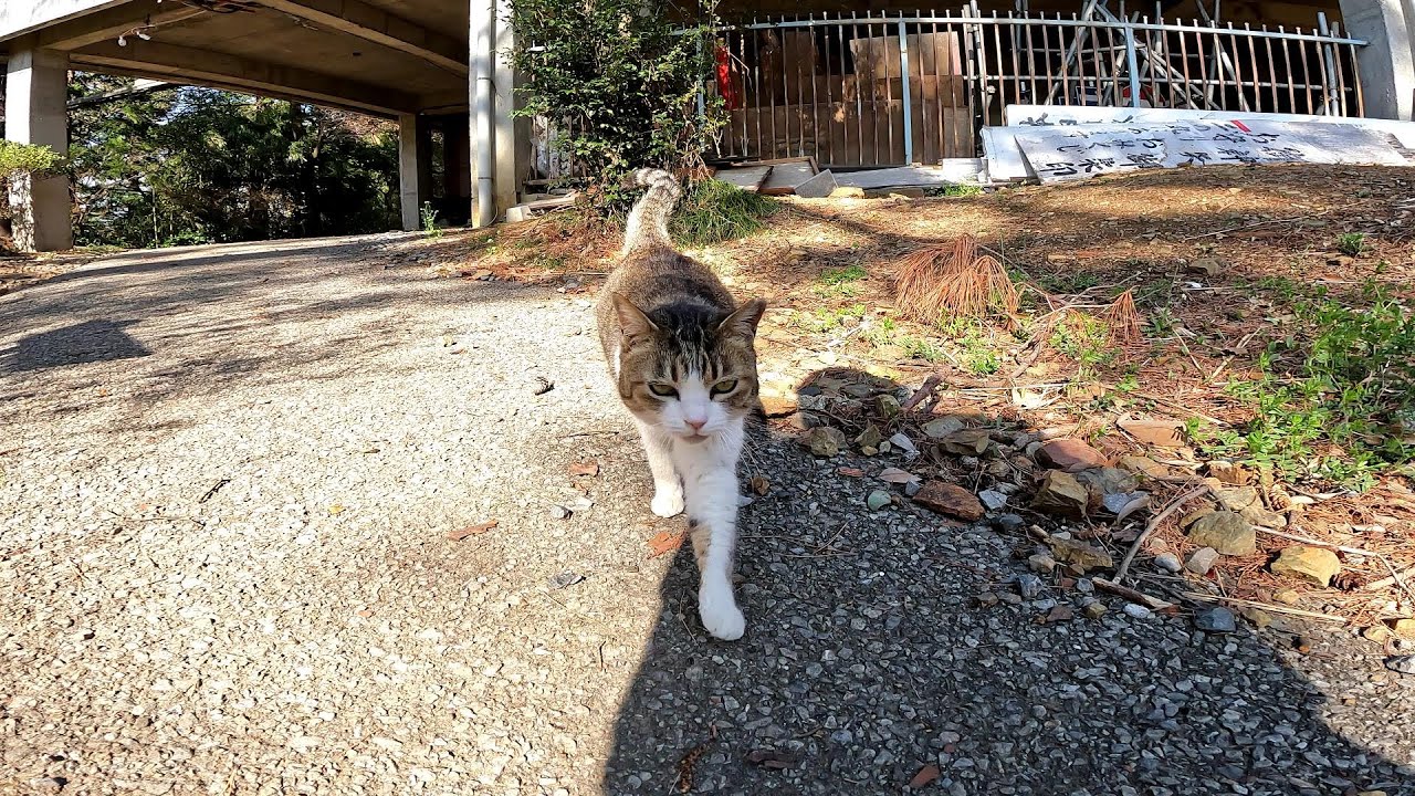 人懐っこいくて寄って来るカワイイ野良猫