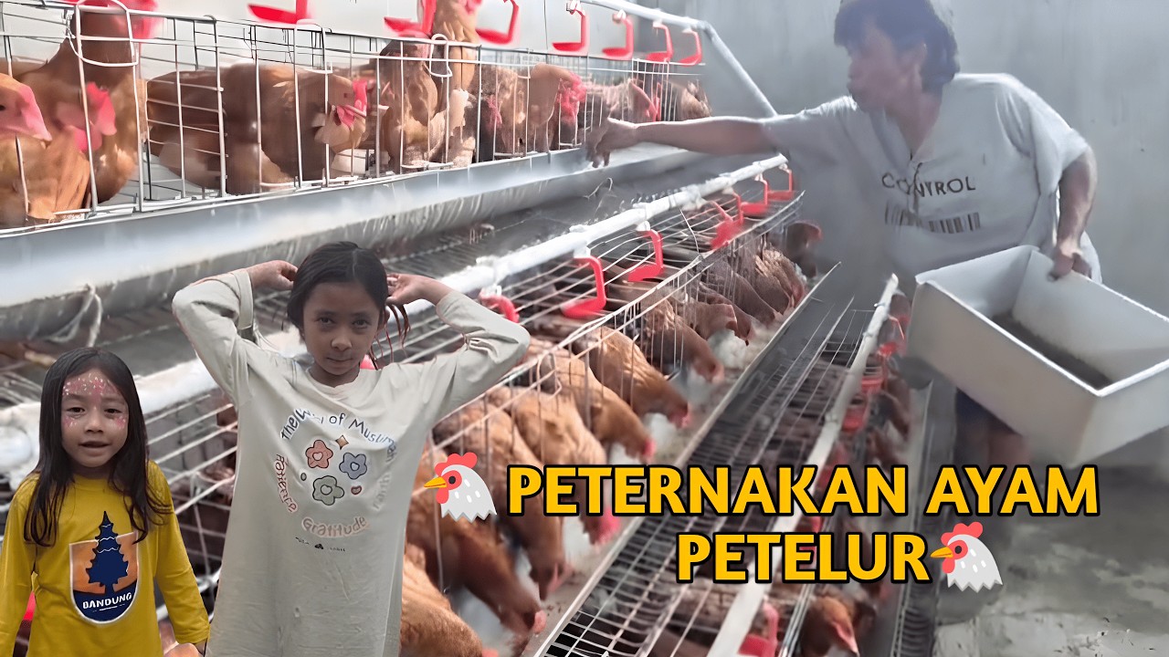SERUNYA AMBIL TELOR LANGSUNG DARI AYAMNYA || #ternakayam