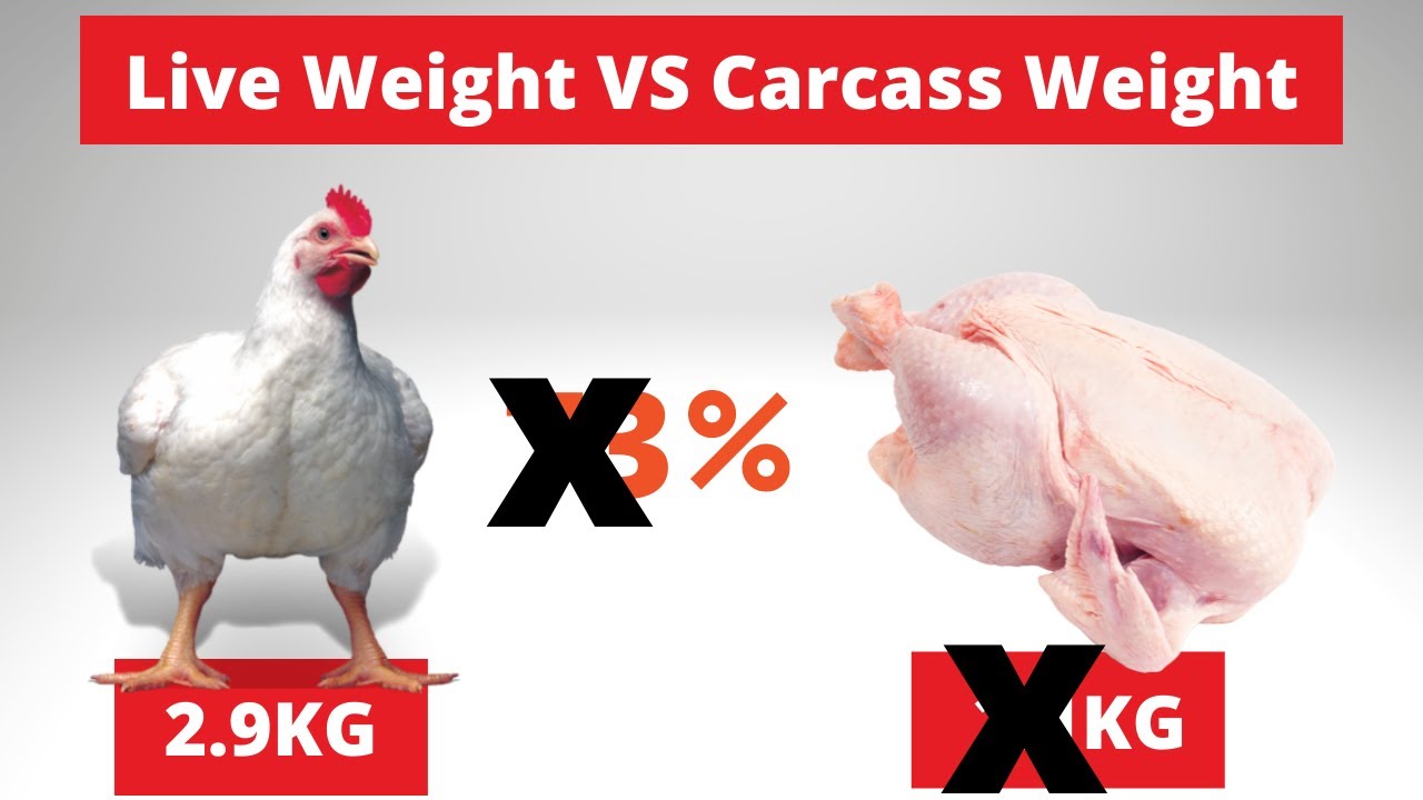Broiler Live Weight VS Carcass Weight (DIY AGRIC)