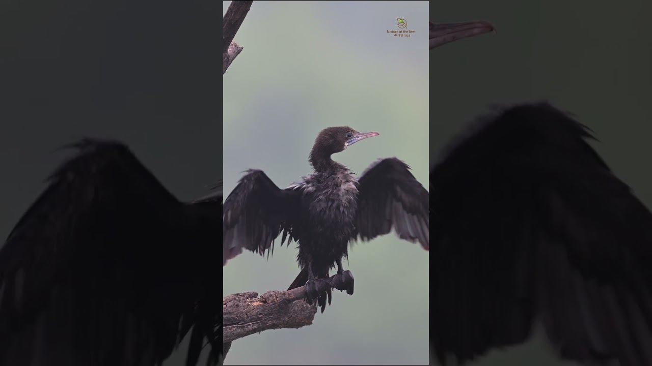 Sunny Serenity: Little Cormorant Delight #wildlife_shots #birds_captures