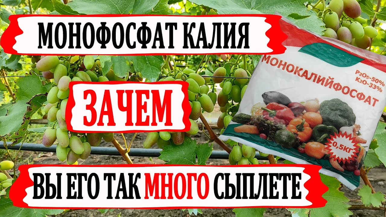 🍇 СТОЙТЕ! Не вносите СТОЛЬКО МОНОФОСФАТА КАЛИЯ! Зачем такие ОГРОМНЫЕ ДОЗИРОВКИ? Достаточно одной...