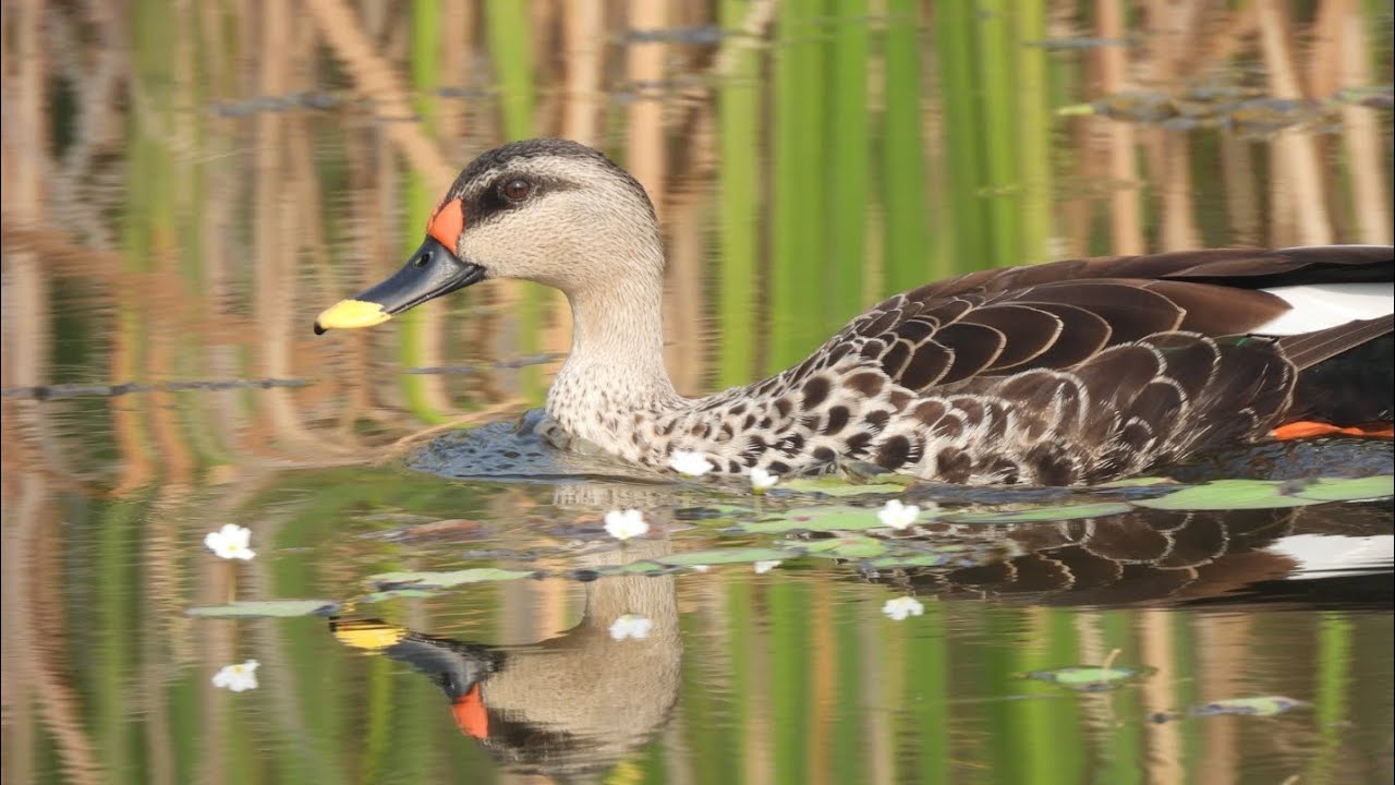 Spot Billed Duck l ARAI Tekdi Pune l Nikon Coolpix P950 