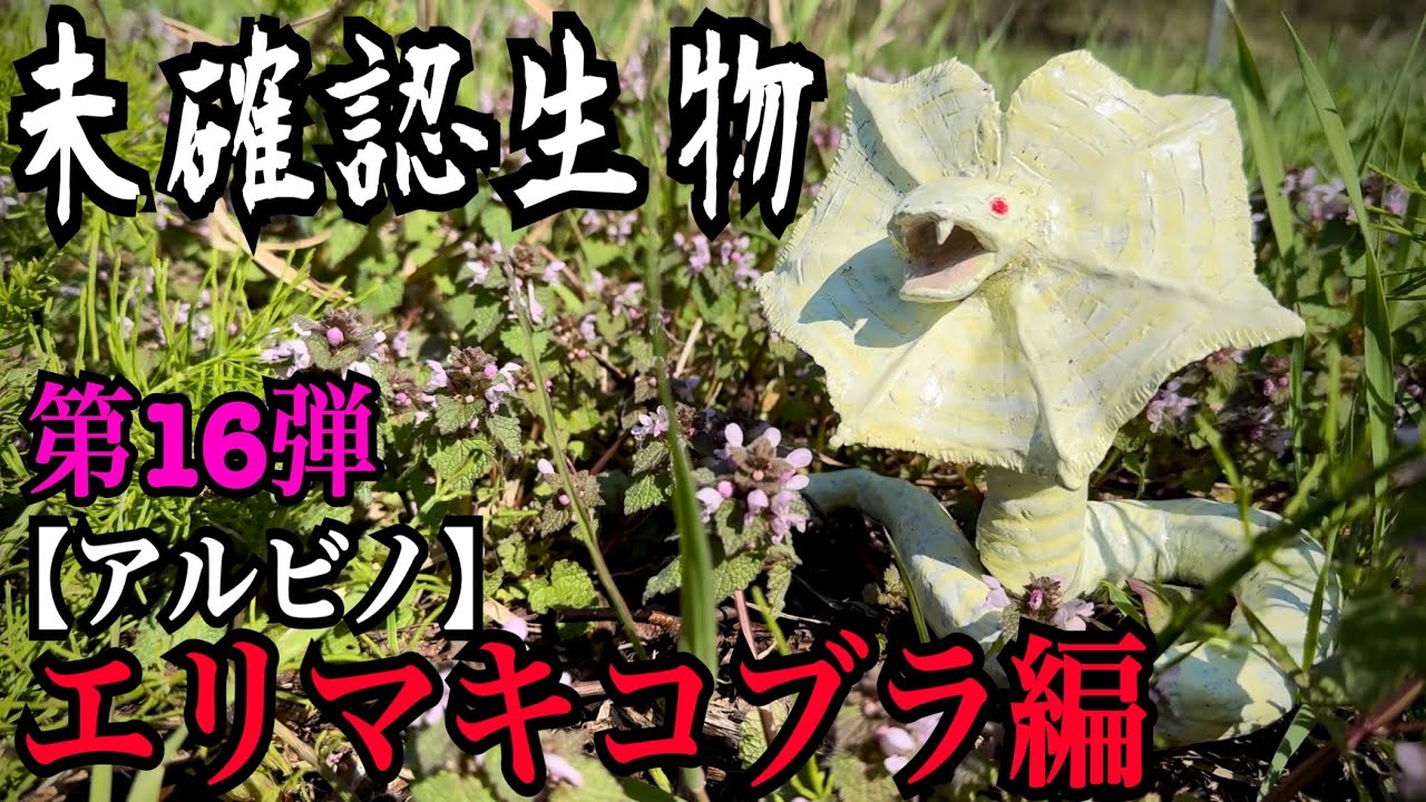 【未確認生物】エリマキコブラ（アルビノ）見つけるまで帰れません！！！