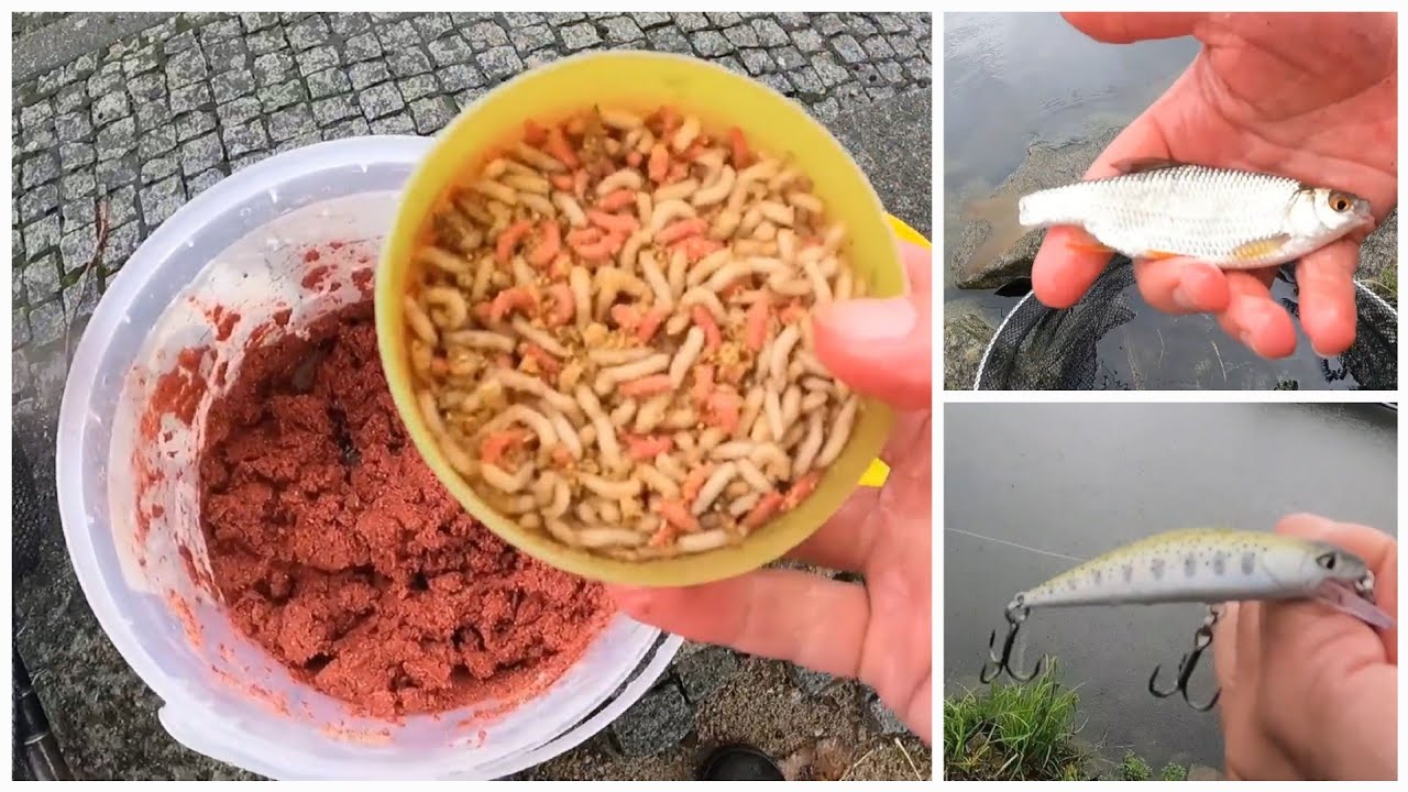 Gardons e abletes e de olho nos grandalhões !