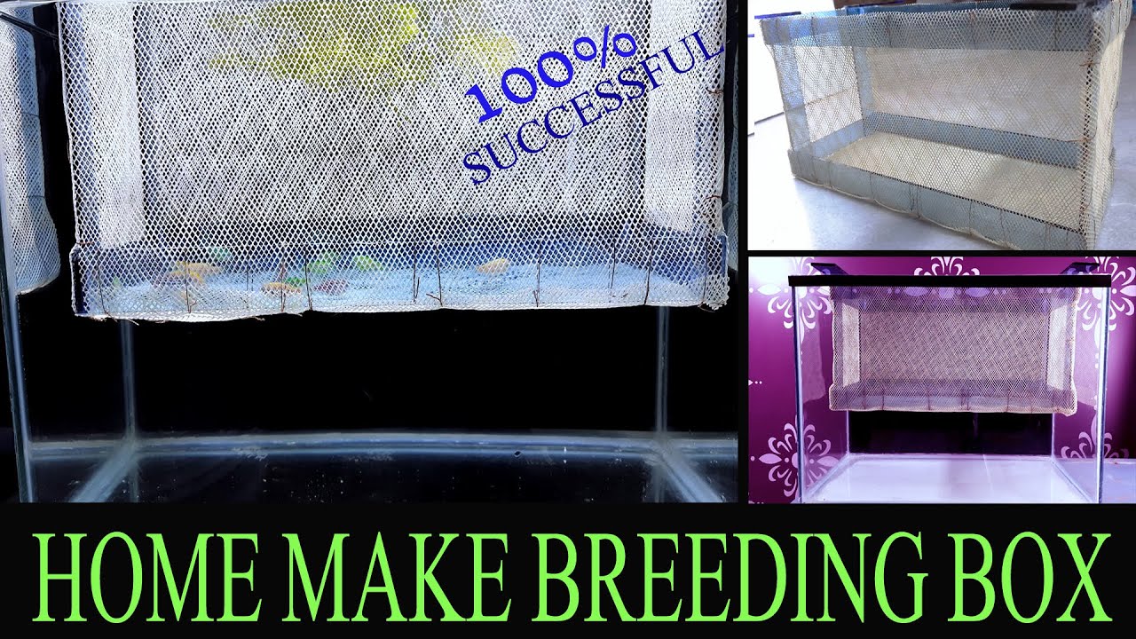 How To Make Fish Breeding Box | Breeding Box For Zebra , Tetra, Barb Fish
