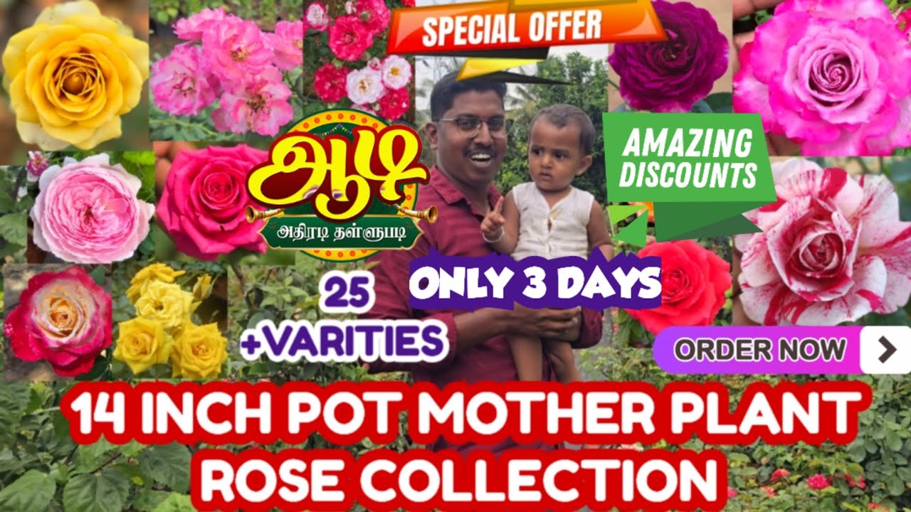 AADI OFFERS 14 inch POT MOTHER PLANT ROSE COLLECTION DIFFERENT VARIETIES COLOUR ROSE
