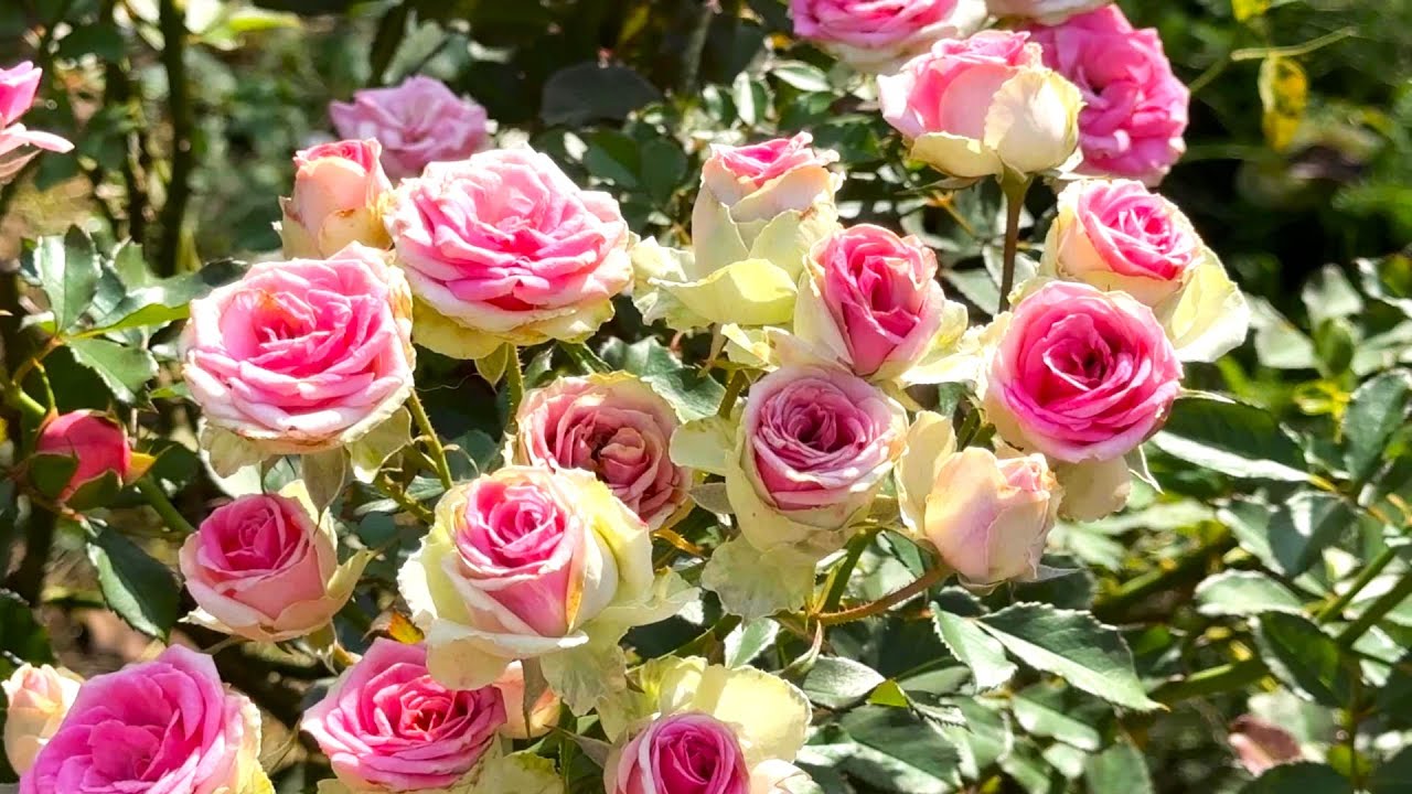 秋バラ Autumn Roses［4K］2024年11月1日/November 1, 2024　京成バラ園