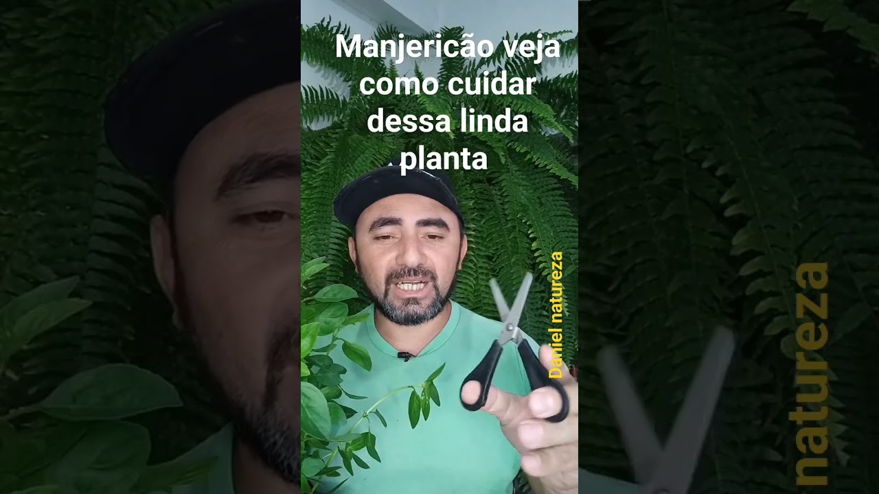 veja como cuidar de Manjeric&atilde;o