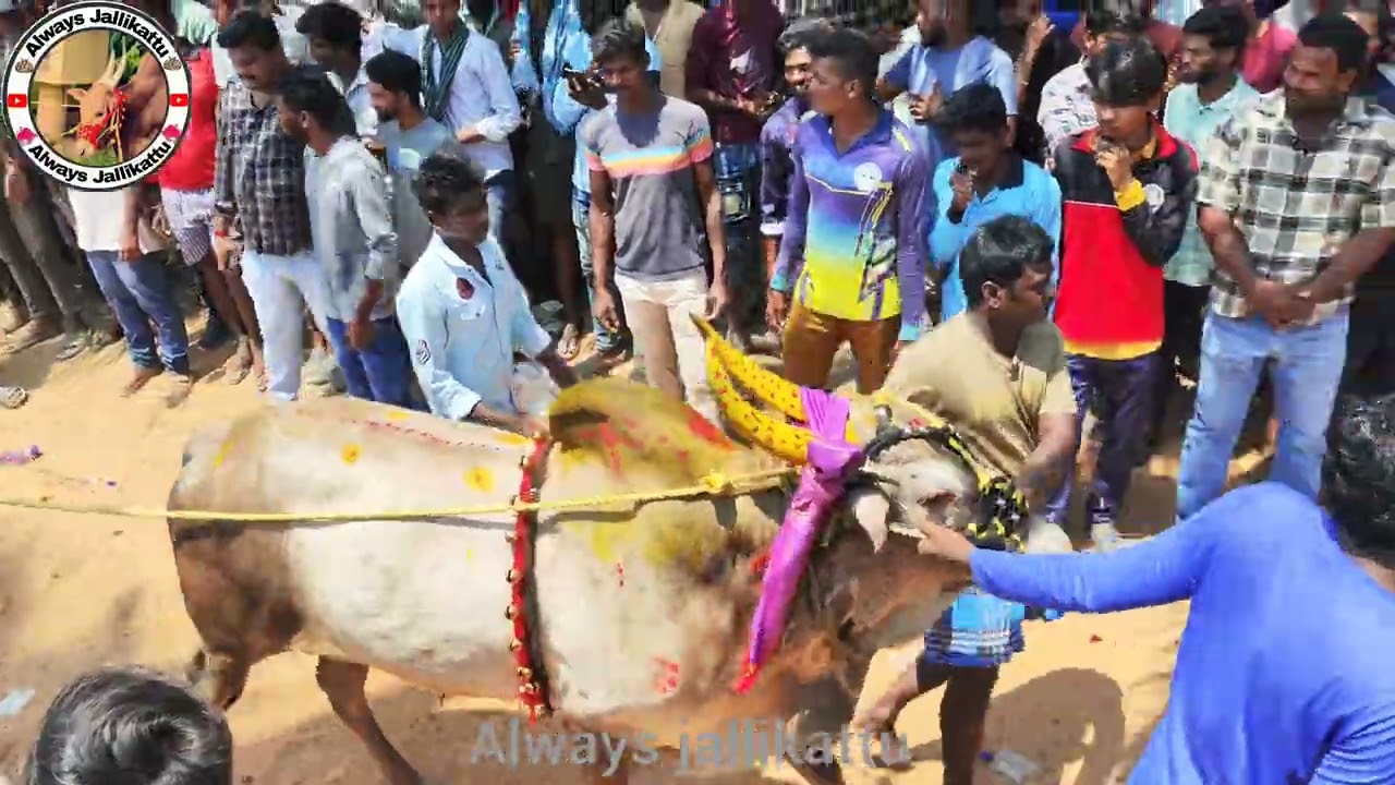 Komaragunta Jallikattu Highlights Part-2 #jallikattu #chittoorjallikattu #trendingshorts #trending