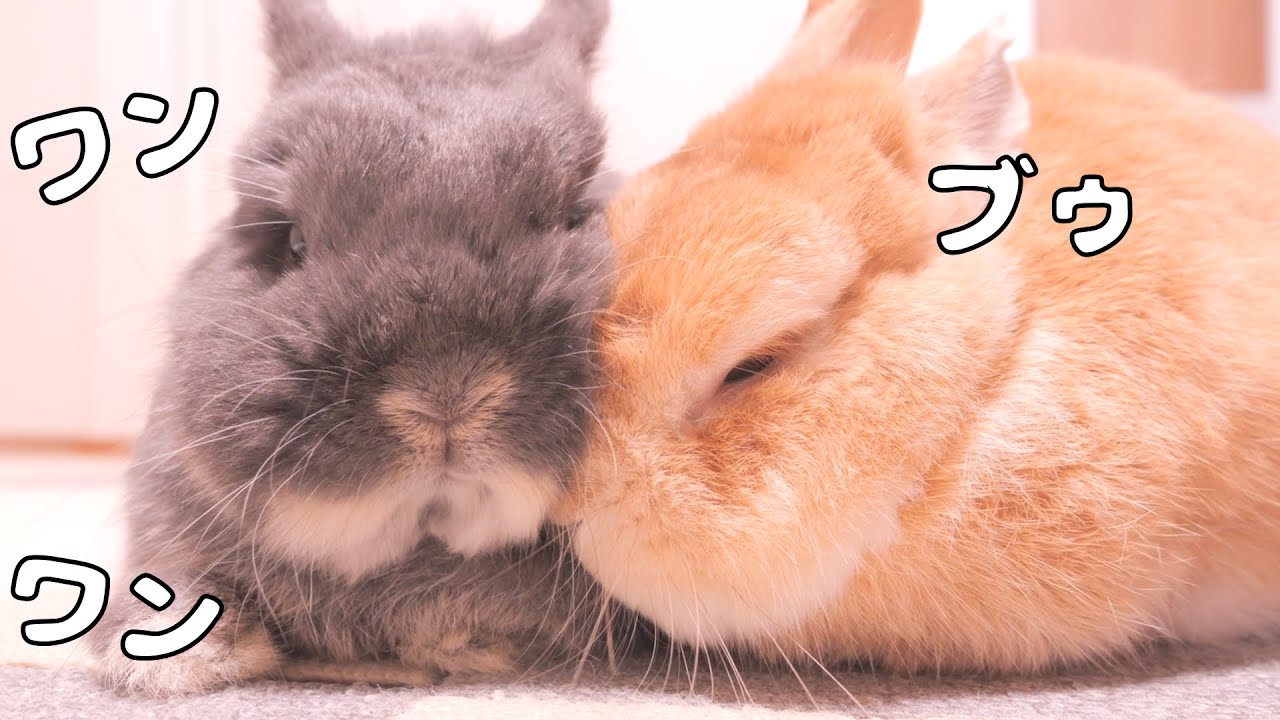 ワンちゃんの声に驚いてくっつきながら身を守るムギミミが可愛すぎました【No.1743】