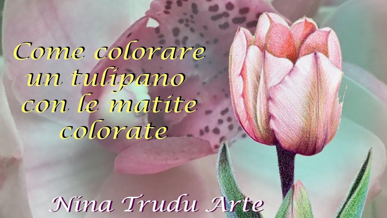 Segreto per colorare come un professionista con le matite colorate: Tulipano.