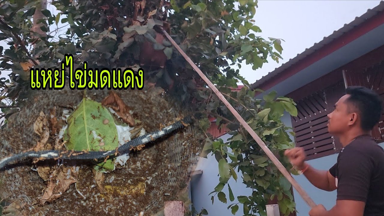 ไข่มดแดง​เลี้ยงไว้ใกล้บ้านวันนี้มีโอกาสแหย่​แล้ว
