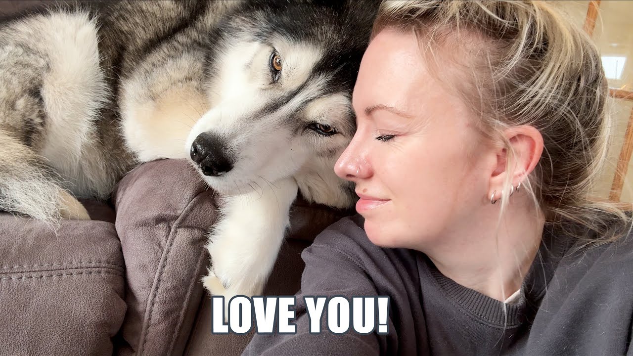 Husky Needed Saving From A Stick Trap But Got His Own Back!