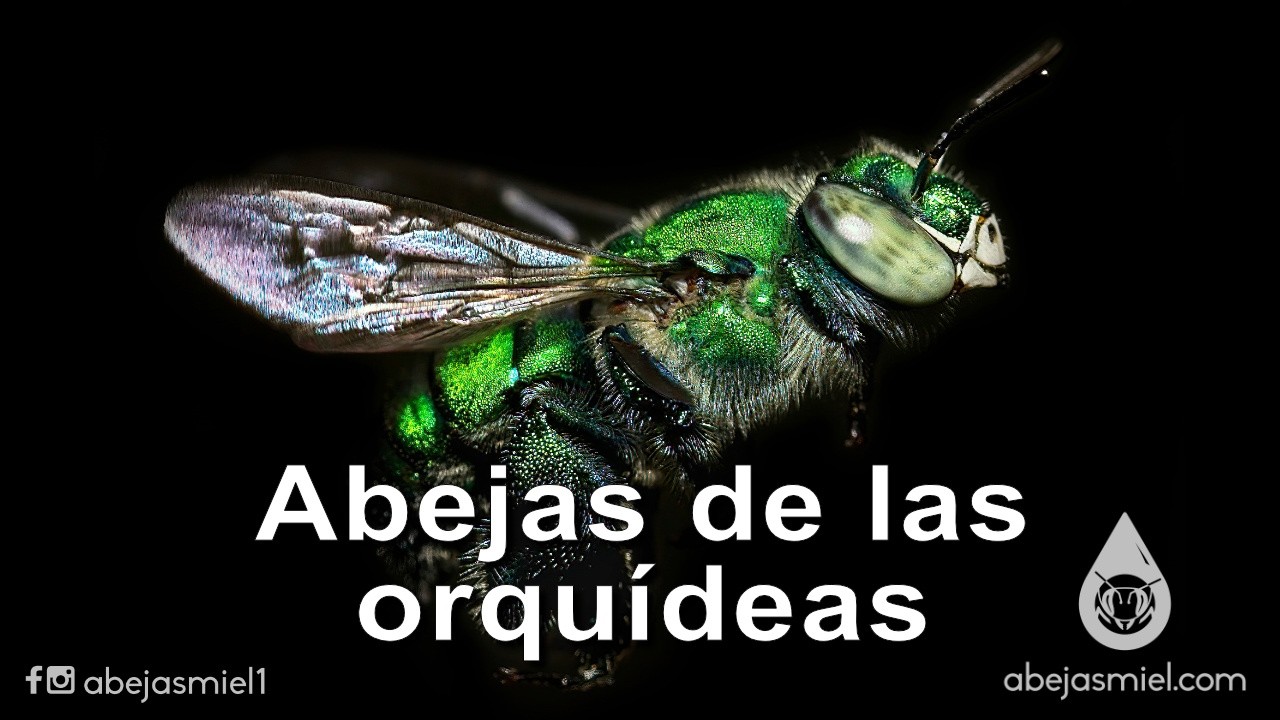 Abejas de las orquídeas