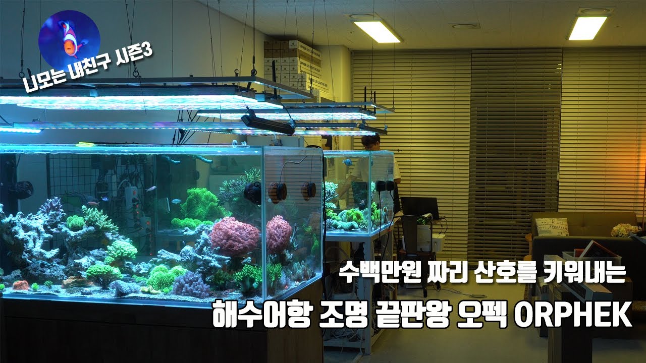 Orphek 조명으로 키운 산호들? 가격듣고 놀랐습니다.