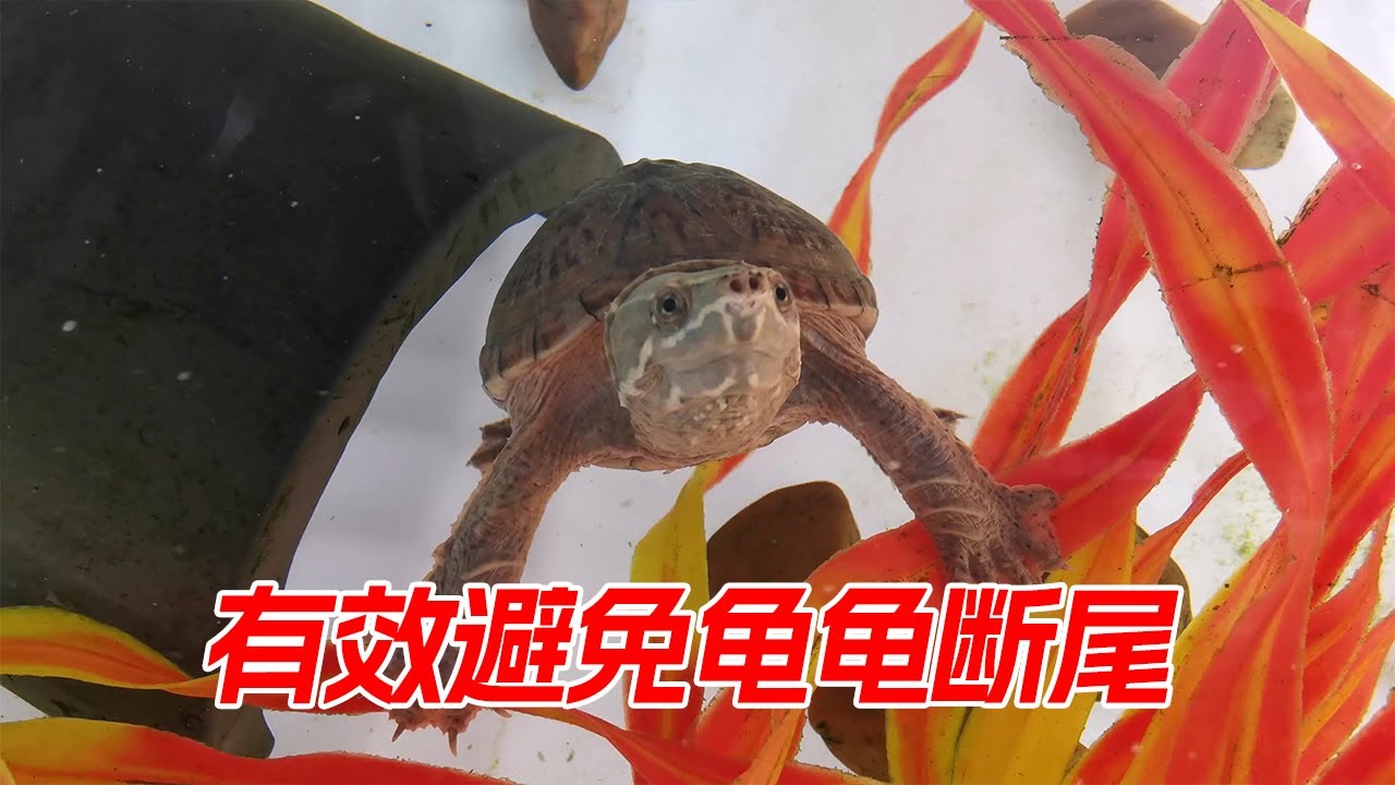 如何有效避免龟龟断尾，以及导致断尾的4大原因，它还能长出来吗？【Sun苏暖】