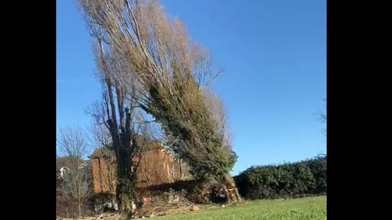 Dangerous monster Lombardy Poplar (populus nigra “italica”) @benellisarb