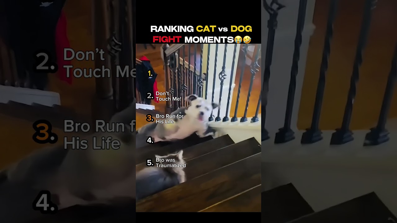 Ranking FUNNIEST CAT vs DOG Fight Moments That I Laugh So Hard! 😭😆