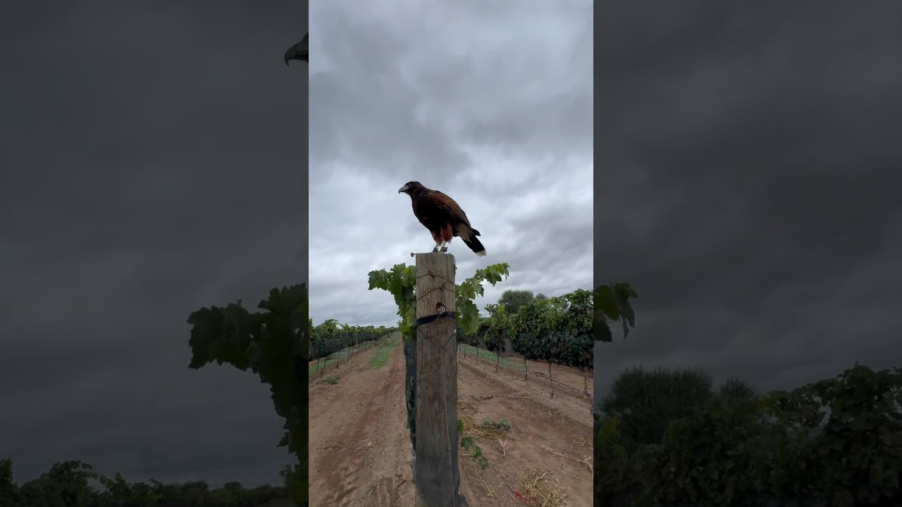 Vuelos Aguililla de Harris 🪶 #harrishawk #hawk #youtubeshorts