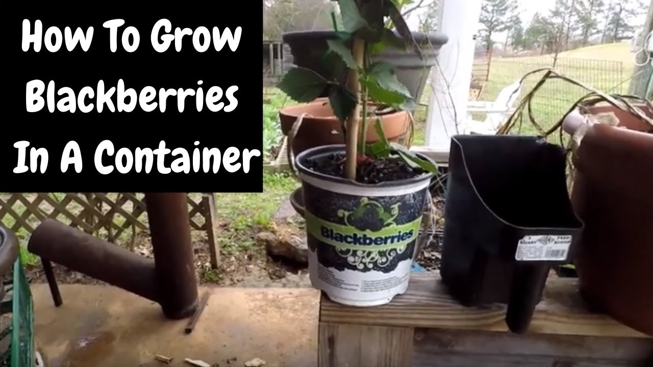 How To Grow Blackberries In A Container | Soil & Planting